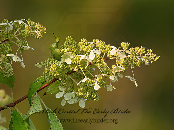 Hydrangea paniculata 8031631z