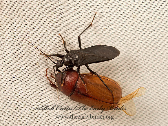 Melanolestes picipes  BLACK CORSAIR 9052243z