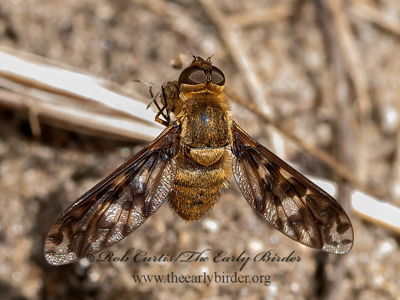 Dipalta  VILIINI BEE FLY 3023006z
