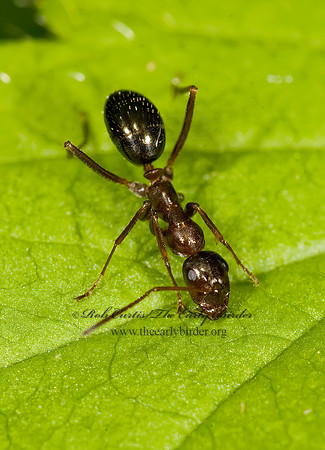 Formica pallidefulva 8014589z