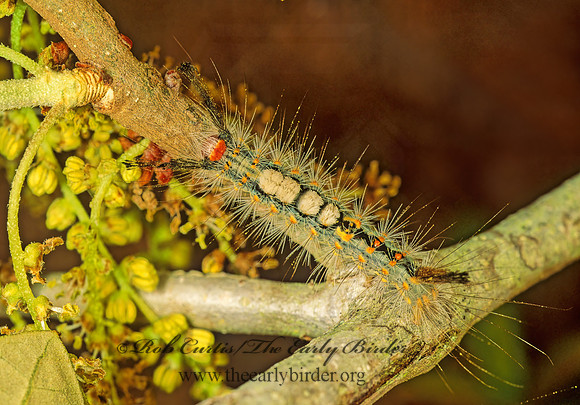 Orygia detrita FIR TUSSOCK MOTH 87005z