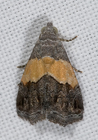 Tripudia balteata COBUBATHINAE NOCTUID MOTH 6024678z