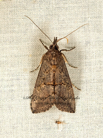 Hypena scabra  GREEN CLOVERWORM MOTH 9049553z