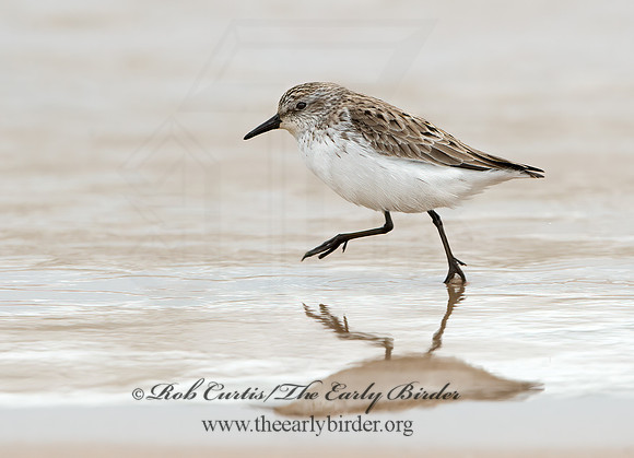 Calidris pusilla  SEMIPALMATED SANDPIPER 9046557z
