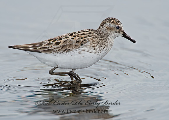 Calidris pusilla  SEMIPALMATED SANDPIPER 9002254z