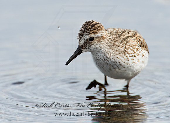 Calidris pusilla  SEMIPALMATED SANDPIPER 9002239z