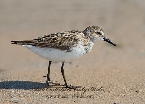 Calidris pusilla  SEMIPALMATED SANDPIPER 9002194z