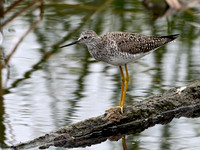 Tringa flavipes LESSER YELLOWLEGS 3029853z