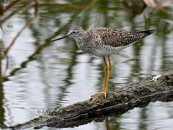 Tringa flavipes  LESSER YELLOWLEGS 3029853z