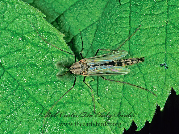 Glyptotendipes  NON-BITING MIDGE 1287519z