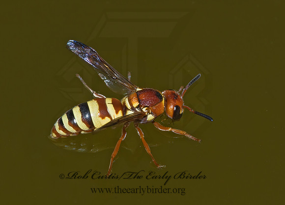 Euodynerus annulatus 7008368z