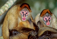 Ateles SPIDER MONKEY 97129z