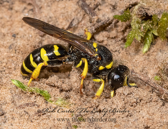 Crabro advena~  SQUARE-HEADED WASP 3028186z
