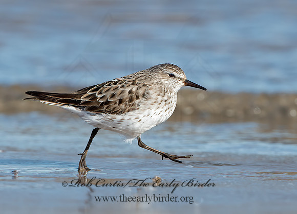 Calidris fuscicollis  WHITE-RUMPED SANDPIPER 9053889z