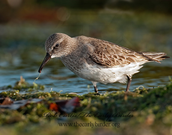 Calidris fuscicollis  WHITE-RUMPED SANDPIPER 3009927z