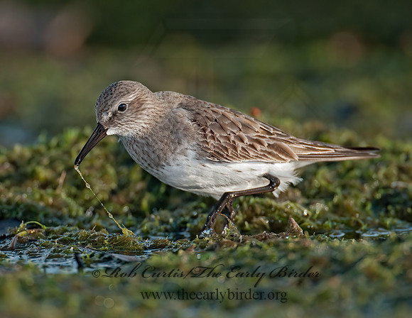 Calidris fuscicollis  WHITE-RUMPED SANDPIPER 3009932z