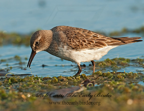 Calidris fuscicollis  WHITE-RUMPED SANDPIPER 3009921z