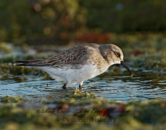 Calidris fuscicollis  WHITE-RUMPED SANDPIPER 3009924z