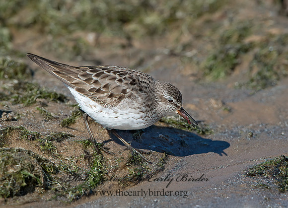 Calidris fuscicollis  WHITE-RUMPED SANDPIPER 9053934z