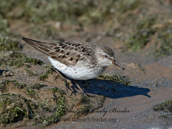 Calidris fuscicollis  WHITE-RUMPED SANDPIPER 9053935z