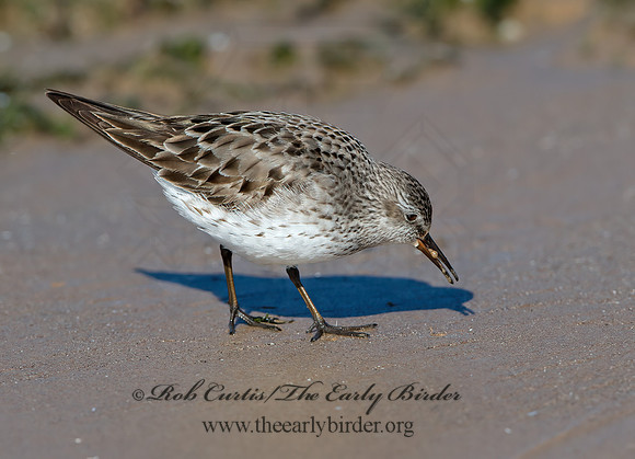 Calidris fuscicollis  WHITE-RUMPED SANDPIPER 9053956z