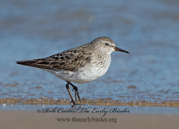 Calidris fuscicollis  WHITE-RUMPED SANDPIPER 9053879z