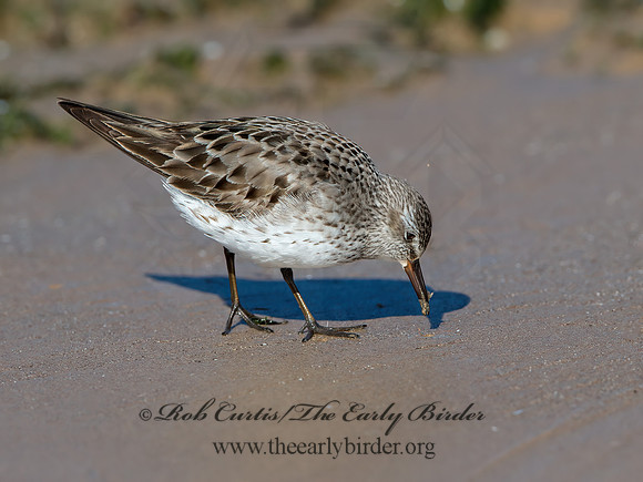 Calidris fuscicollis  WHITE-RUMPED SANDPIPER 9053954z