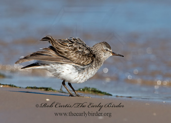 Calidris fuscicollis  WHITE-RUMPED SANDPIPER 9053882z