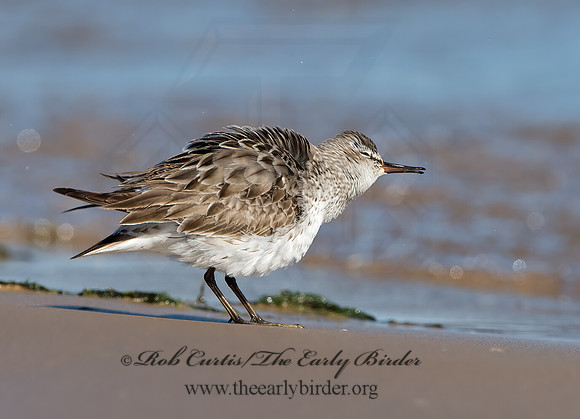 Calidris fuscicollis  WHITE-RUMPED SANDPIPER 9053883z