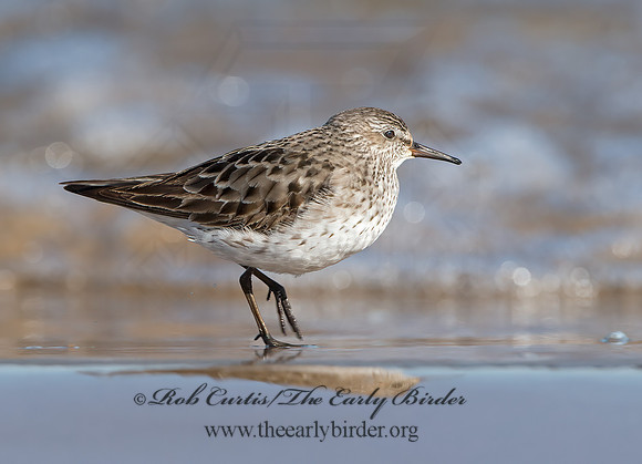 Calidris fuscicollis  WHITE-RUMPED SANDPIPER 9053905z
