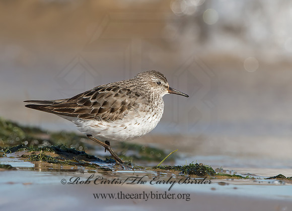 Calidris fuscicollis  WHITE-RUMPED SANDPIPER 9053903z