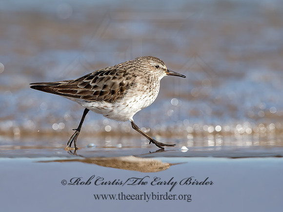 Calidris fuscicollis  WHITE-RUMPED SANDPIPER 9053906z