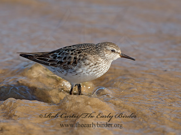 Calidris fuscicollis  WHITE-RUMPED SANDPIPER 9053912z
