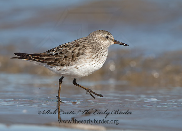 Calidris fuscicollis  WHITE-RUMPED SANDPIPER 9053919z