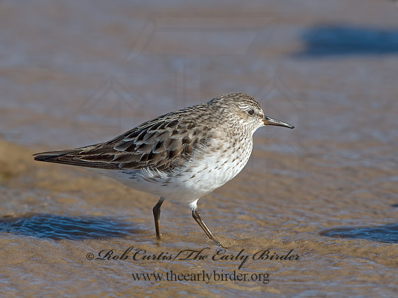 Calidris fuscicollis  WHITE-RUMPED SANDPIPER 9053914z