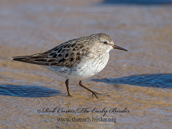 Calidris fuscicollis  WHITE-RUMPED SANDPIPER 9053915z
