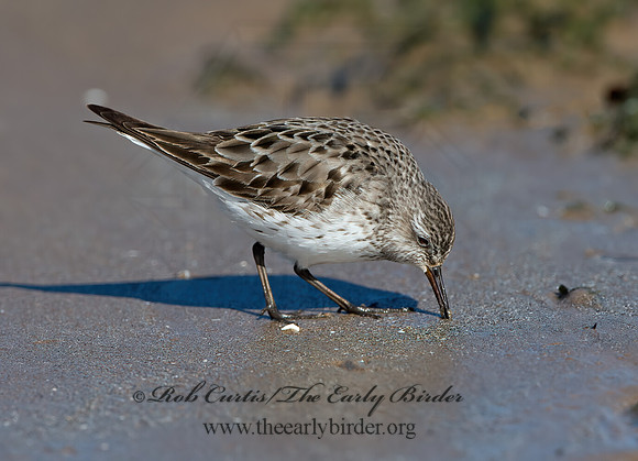 Calidris fuscicollis  WHITE-RUMPED SANDPIPER 9054047z