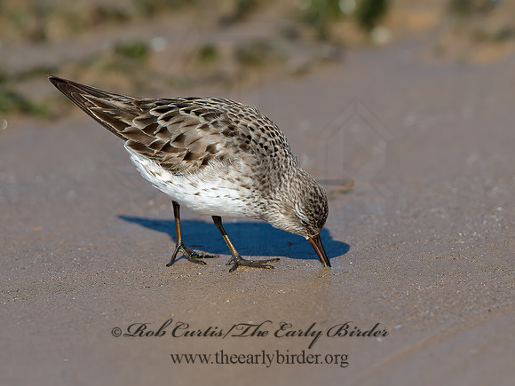 Calidris fuscicollis  WHITE-RUMPED SANDPIPER 9053953z