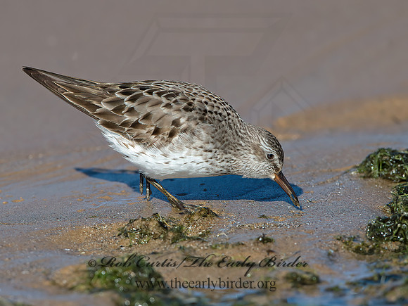 Calidris fuscicollis  WHITE-RUMPED SANDPIPER 9053958z