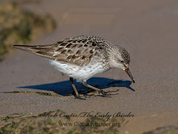 Calidris fuscicollis  WHITE-RUMPED SANDPIPER 9053963z