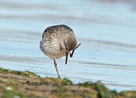 Calidris fuscicollis  WHITE-RUMPED SANDPIPER 9053885z