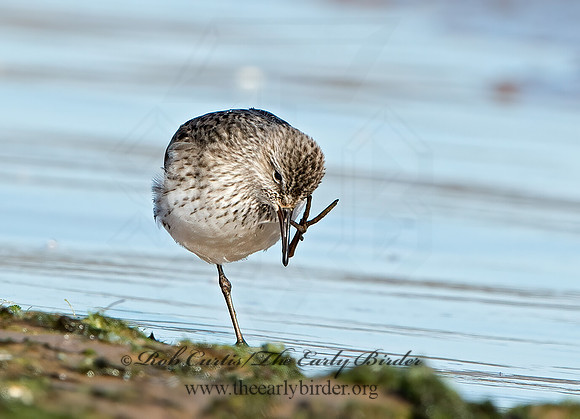 Calidris fuscicollis  WHITE-RUMPED SANDPIPER 9053886z