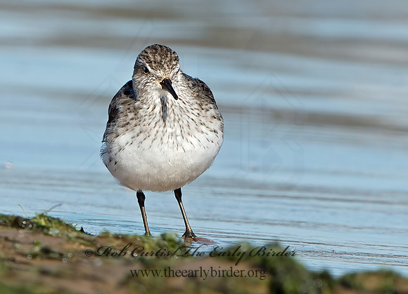 Calidris fuscicollis  WHITE-RUMPED SANDPIPER 9053887z