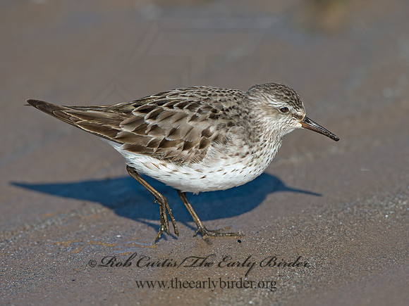 Calidris fuscicollis  WHITE-RUMPED SANDPIPER 9053974z