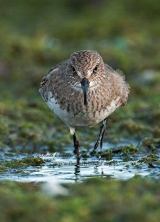Calidris fuscicollis  WHITE-RUMPED SANDPIPER 3009887z