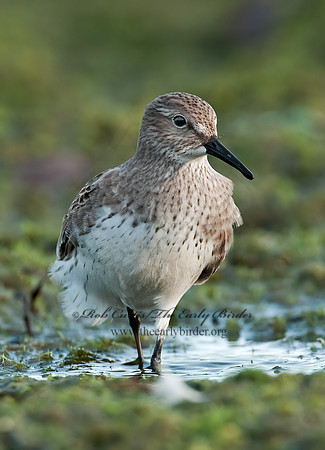 Calidris fuscicollis  WHITE-RUMPED SANDPIPER 3009888z