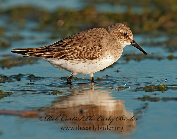 Calidris fuscicollis  WHITE-RUMPED SANDPIPER 3009904z