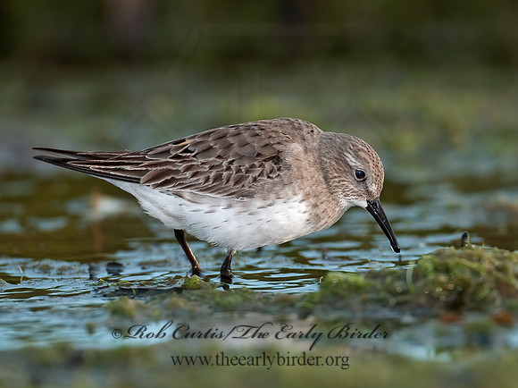 Calidris fuscicollis  WHITE-RUMPED SANDPIPER 3009897z