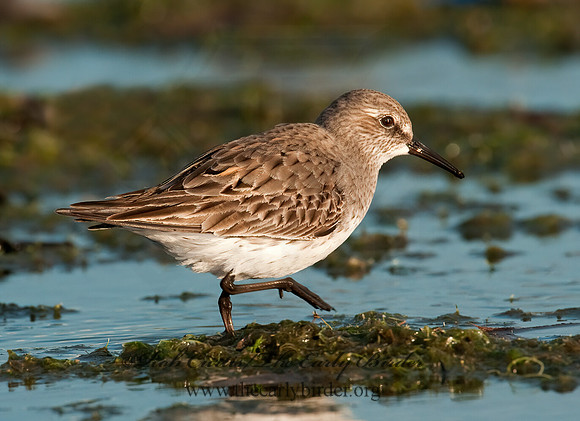 Calidris fuscicollis  WHITE-RUMPED SANDPIPER 3009905z