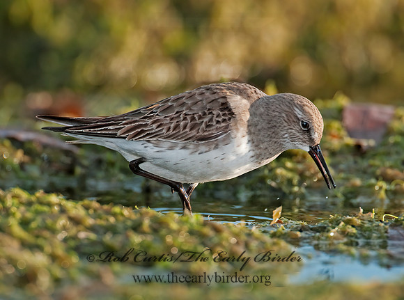 Calidris fuscicollis  WHITE-RUMPED SANDPIPER 3009910z